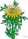 Helianthus annuus - annual sunflower grown for silage and for its seeds which are a source of oil