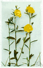 Crocanthemum canadense - perennial of the eastern United States having early solitary yellow flowers followed by late petalless flowers