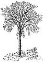 Ulmus - type genus of family Ulmaceae