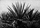Agave sisalana - Mexican or West Indian plant with large fleshy leaves yielding a stiff fiber used in e.g. rope