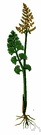 genus Botrychium - grape fern