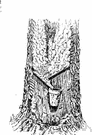 turpentine - obtained from conifers (especially pines)