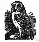 barn owl - mottled buff and white owl often inhabiting barns and other structures
