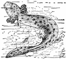 mud puppy - aquatic North American salamander with red feathery external gills