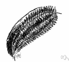 sea mouse - any of several large worms having a broad flattened body with a mat of coarse hairs covering the back