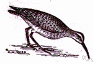 Numenius borealis - New World curlew that breeds in northern North America
