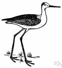 Himantopus - major one of two genera of stilts