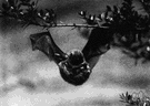 Eptesicus - a genus of Vespertilionidae