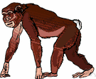 Pan paniscus - small chimpanzee of swamp forests in Zaire