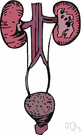 antidiuretic - a drug that limits the formation of urine
