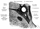 frontal sinus - one of a pair of cavities in the frontal bone