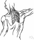 trapezius muscle - either of two flat triangular muscles of the shoulder and upper back that are involved in moving the shoulders and arms