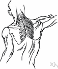 trapezius - either of two flat triangular muscles of the shoulder and upper back that are involved in moving the shoulders and arms