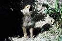 animal communication - communication between animals (of the same species)