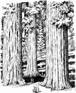 Sequoia National Park - a national park in California that includes Mount Whitney