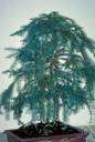 araucaria - any of several tall South American or Australian trees with large cones and edible seeds