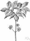 Aralia nudicaulis - common perennial herb having aromatic roots used as a substitute for sarsaparilla Aralia nudicaulis - common perennial herb having aromatic roots used as a substitute for sarsaparilla