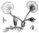 Asarum virginicum - evergreen low-growing perennial having mottled green and silvery-grey heart-shaped pungent leaves