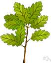 bluejack oak - small semi-evergreen shrubby tree of southeastern United States having hairy young branchlets and leaves narrowing to a slender bristly point