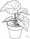 painted-leaf begonia - any of numerous usually rhizomatous hybrid begonias derived from an East Indian plant having rough-textured leaves patterned in silver and bronze and purple and red-brown with inconspicuous flowers