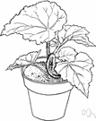 rex begonia - any of numerous usually rhizomatous hybrid begonias derived from an East Indian plant having rough-textured leaves patterned in silver and bronze and purple and red-brown with inconspicuous flowers