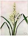 Melanthiaceae - one of many subfamilies into which some classification systems subdivide the Liliaceae but not widely accepted: includes Aletris