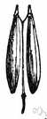 umbelliferous plant - any of numerous aromatic herbs of the family Umbelliferae