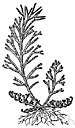 basket spikemoss - spikemoss forming dense mats basket spikemoss - spikemoss forming dense mats