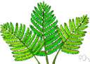 Macrothelypteris - medium to large terrestrial ferns of tropical Asia to Polynesia and Australia