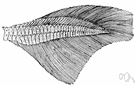 anisometric - having unsymmetrical parts or unequal dimensions or measurements