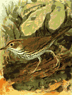 ovenbird - American warbler