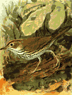 Seiurus aurocapillus - American warbler