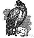 Vultur