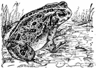 Bufo bufo - common toad of Europe