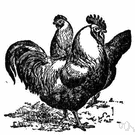 Dorking - an English breed of large domestic fowl having five toes (the hind toe doubled)