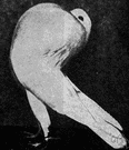 pouter pigeon - one of a breed of pigeon that enlarge their crop until their breast is puffed out