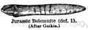 belemnite - a conical calcareous fossil tapering to a point at one end and with a conical cavity at the other end containing (when unbroken) a small chambered phragmocone from the shell of any of numerous extinct cephalopods of the family Belemnitidae