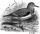 genus Arenaria - turnstones