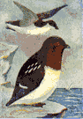 Plautus alle - small short-billed auk abundant in Arctic regions