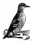 black guillemot - northern Atlantic guillemot