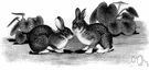 Sylvilagus - North American rabbits