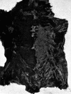 caracul - hardy coarse-haired sheep of central Asia