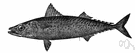 chub mackerel - small mackerel found nearly worldwide