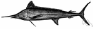 Tetrapturus - a genus of Istiophoridae