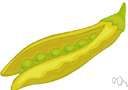 green pea - fresh pea