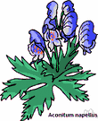 monkshood - a poisonous herb native to northern Europe having hooded blue-purple flowers
