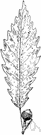 chinkapin oak - medium-sized deciduous tree of the eastern United States that yields a strong durable wood