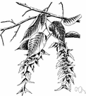 Carpinus caroliniana - tree or large shrub with grey bark and blue-green leaves that turn red-orange in autumn