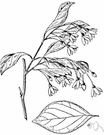 storax - a vanilla-scented resin from various trees of the genus Styrax