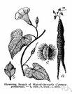 man-of-the-earth - a morning glory with long roots of western United States